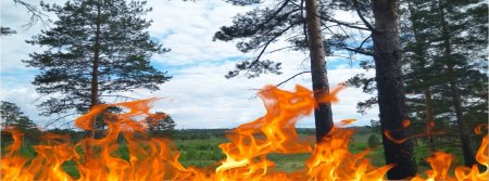 Пожарная безопасность в лесу (природные пожары)